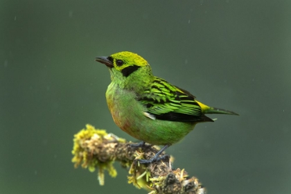 Picture of COSTA RICA-EMERALD TANAGER BIRD CLOSE-UP