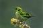 Picture of COSTA RICA-EMERALD TANAGER BIRD CLOSE-UP