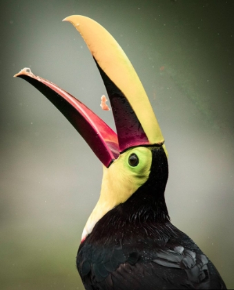 Picture of COSTA RICA-TOUCAN EATING