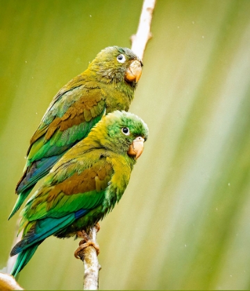 Picture of COSTA RICA-PARAKEET PERCHED