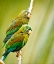 Picture of COSTA RICA-PARAKEET PERCHED
