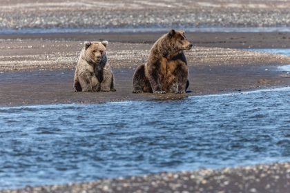 Picture of ADULT FEMALE GRIZZLY BEAR AND CUB FISHING-LAKE CLARK NATIONAL PARK AND PRESERVE-ALASKA