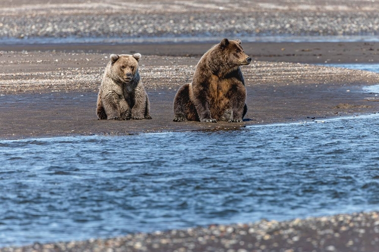 Picture of ADULT FEMALE GRIZZLY BEAR AND CUB FISHING-LAKE CLARK NATIONAL PARK AND PRESERVE-ALASKA