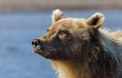 Picture of GRIZZLY BEAR CLOSE-UP-LAKE CLARK NATIONAL PARK AND PRESERVE-ALASKA