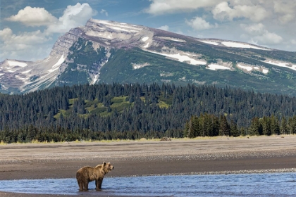 Picture of GRIZZLY BEAR IN LANDSCAPE WITH MOUNTAIN-LAKE CLARK NATIONAL PARK AND PRESERVE-ALASKA