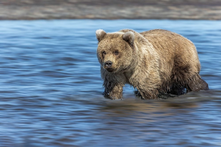 Picture of GRIZZLY BEAR CUB-LAKE CLARK NATIONAL PARK AND PRESERVE-ALASKA