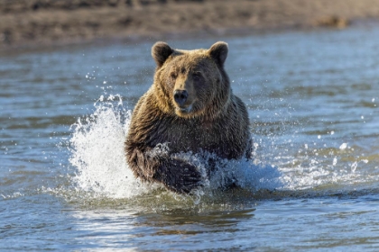 Picture of GRIZZLY BEAR CHASING FISH IN SILVER SALMON CREEK-LAKE CLARK NATIONAL PARK AND PRESERVE-ALASKA