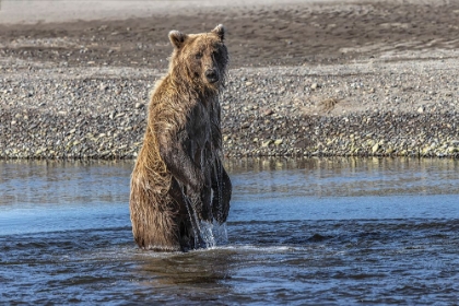 Picture of GRIZZLY BEAR STANDING WHILE FISHING-LAKE CLARK NATIONAL PARK AND PRESERVE-ALASKA
