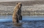 Picture of GRIZZLY BEAR STANDING WHILE FISHING-LAKE CLARK NATIONAL PARK AND PRESERVE-ALASKA