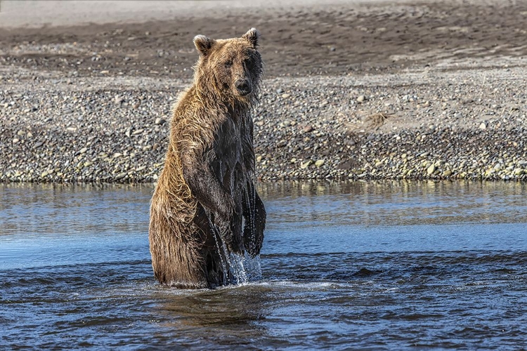 Picture of GRIZZLY BEAR STANDING WHILE FISHING-LAKE CLARK NATIONAL PARK AND PRESERVE-ALASKA