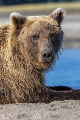 Picture of GRIZZLY BEAR RESTING-LAKE CLARK NATIONAL PARK AND PRESERVE-ALASKA