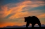 Picture of ADULT GRIZZLY BEAR SILHOUETTED ON BEACH AT SUNRISE-LAKE CLARK NATIONAL PARK AND PRESERVE
