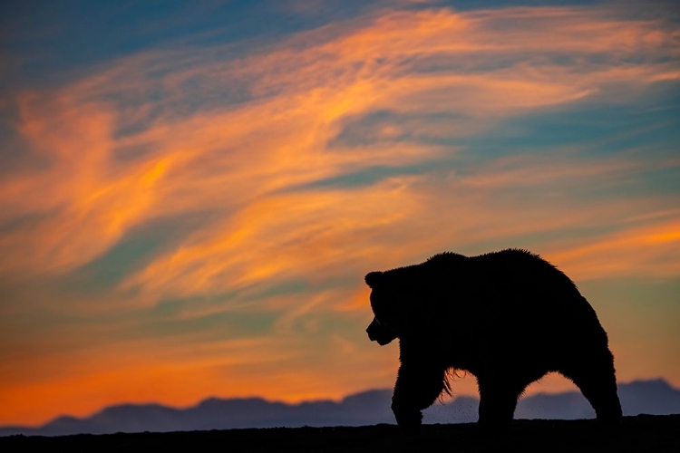 Picture of ADULT GRIZZLY BEAR SILHOUETTED ON BEACH AT SUNRISE-LAKE CLARK NATIONAL PARK AND PRESERVE