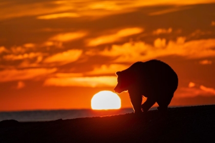 Picture of ADULT GRIZZLY BEAR SILHOUETTED ON BEACH AT SUNRISE-LAKE CLARK NATIONAL PARK AND PRESERVE