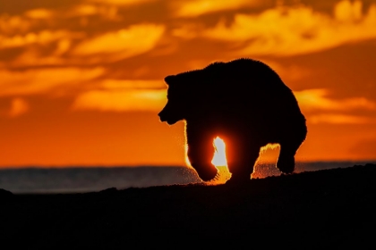 Picture of ADULT GRIZZLY BEAR SILHOUETTED ON BEACH AT SUNRISE-LAKE CLARK NATIONAL PARK AND PRESERVE