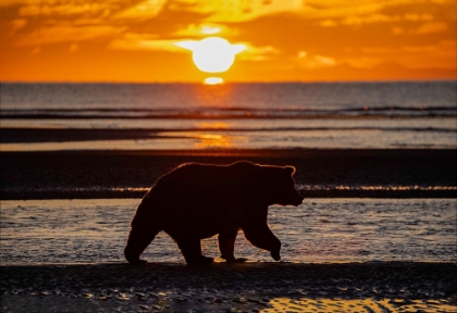 Picture of ADULT GRIZZLY BEAR SILHOUETTED ON BEACH AT SUNRISE-LAKE CLARK NATIONAL PARK AND PRESERVE
