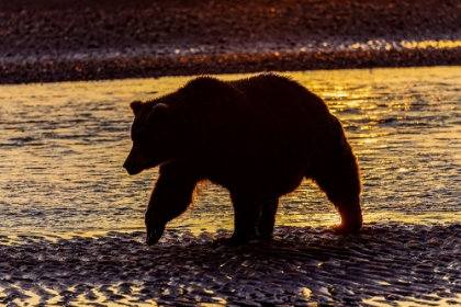 Picture of ADULT GRIZZLY BEAR SILHOUETTED ON BEACH AT SUNRISE-LAKE CLARK NATIONAL PARK AND PRESERVE