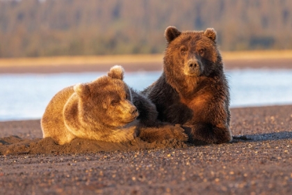 Picture of ADULT FEMALE GRIZZLY BEAR AND CUB SLEEPING ON BEACH AT SUNRISE-LAKE CLARK NATIONAL PARK AND PRESERVE