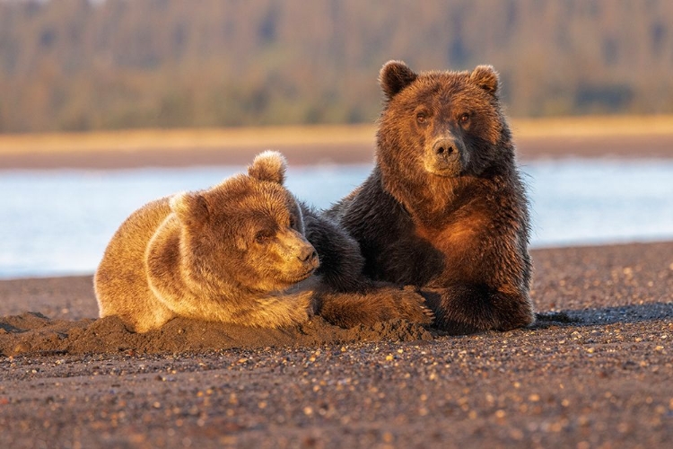 Picture of ADULT FEMALE GRIZZLY BEAR AND CUB SLEEPING ON BEACH AT SUNRISE-LAKE CLARK NATIONAL PARK AND PRESERVE