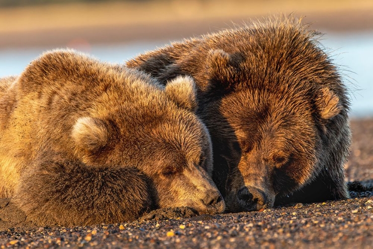 Picture of ADULT FEMALE GRIZZLY BEAR AND CUB SLEEPING ON BEACH AT SUNRISE-LAKE CLARK NATIONAL PARK AND PRESERVE