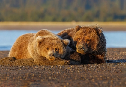 Picture of ADULT FEMALE GRIZZLY BEAR AND CUB SLEEPING ON BEACH AT SUNRISE-LAKE CLARK NATIONAL PARK AND PRESERVE