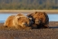 Picture of ADULT FEMALE GRIZZLY BEAR AND CUB SLEEPING ON BEACH AT SUNRISE-LAKE CLARK NATIONAL PARK AND PRESERVE