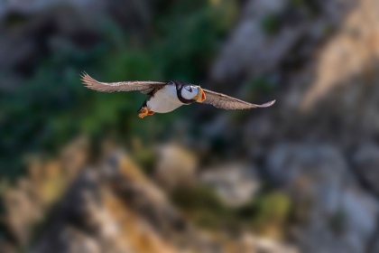 Picture of HORNED PUFFIN FLYING-BIRD ISLAND-LAKE CLARK NATIONAL PARK AND PRESERVE-ALASKA