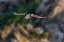 Picture of HORNED PUFFIN FLYING-BIRD ISLAND-LAKE CLARK NATIONAL PARK AND PRESERVE-ALASKA