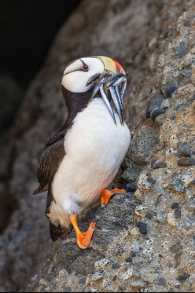 Picture of HORNED PUFFIN WITH NEEDLE FISH IN BEAK-BIRD ISLAND-LAKE CLARK NATIONAL PARK AND PRESERVE-ALASKA