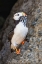 Picture of HORNED PUFFIN WITH NEEDLE FISH IN BEAK-BIRD ISLAND-LAKE CLARK NATIONAL PARK AND PRESERVE-ALASKA