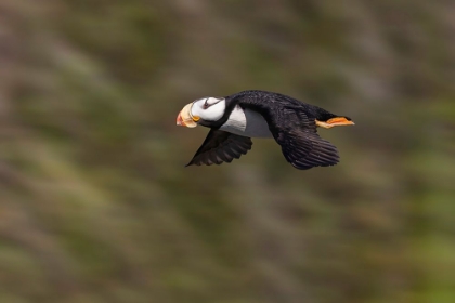 Picture of HORNED PUFFIN-BIRD ISLAND-LAKE CLARK NATIONAL PARK AND PRESERVE-ALASKA