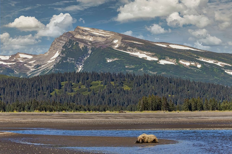 Picture of GRIZZLY BEAR RESTING ON BEACH WITH MOUNTAIN BACKDROP-LAKE CLARK NATIONAL PARK AND PRESERVE