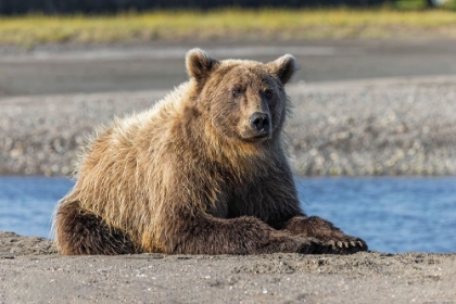 Picture of GRIZZLY BEAR RESTING ON SHORELINE-LAKE CLARK NATIONAL PARK AND PRESERVE-ALASKA-SILVER SALMON CREEK