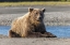 Picture of GRIZZLY BEAR RESTING ON SHORELINE-LAKE CLARK NATIONAL PARK AND PRESERVE-ALASKA-SILVER SALMON CREEK