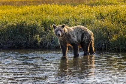 Picture of GRIZZLY BEAR CUB CROSSING GRASSY MEADOW-LAKE CLARK NATIONAL PARK AND PRESERVE-ALASKA