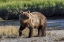 Picture of GRIZZLY BEAR CUB CROSSING GRASSY MEADOW-LAKE CLARK NATIONAL PARK AND PRESERVE-ALASKA