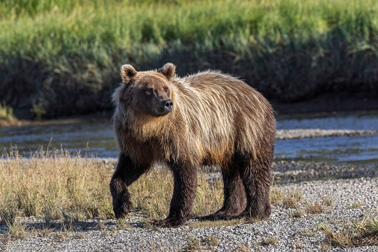 Picture of GRIZZLY BEAR CUB CROSSING GRASSY MEADOW-LAKE CLARK NATIONAL PARK AND PRESERVE-ALASKA