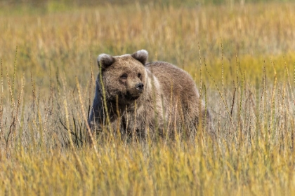 Picture of GRIZZLY BEAR CUB CROSSING GRASSY MEADOW-LAKE CLARK NATIONAL PARK AND PRESERVE-ALASKA-SILVER