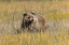 Picture of GRIZZLY BEAR CUB CROSSING GRASSY MEADOW-LAKE CLARK NATIONAL PARK AND PRESERVE-ALASKA-SILVER