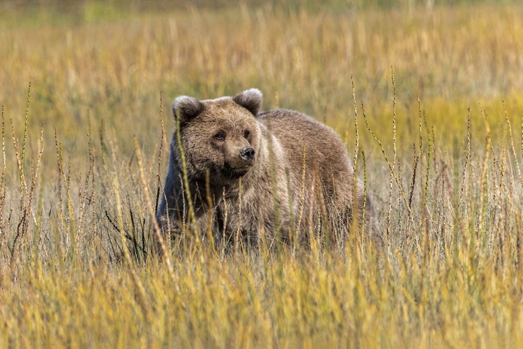 Picture of GRIZZLY BEAR CUB CROSSING GRASSY MEADOW-LAKE CLARK NATIONAL PARK AND PRESERVE-ALASKA-SILVER