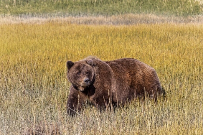 Picture of ADULT FEMALE GRIZZLY BEAR CROSSING GRASSY MEADOW-LAKE CLARK NATIONAL PARK AND PRESERVE-ALASKA