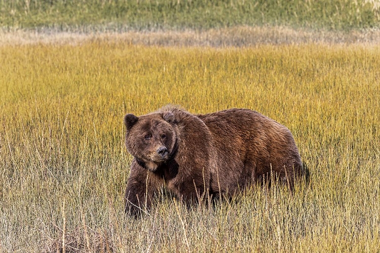 Picture of ADULT FEMALE GRIZZLY BEAR CROSSING GRASSY MEADOW-LAKE CLARK NATIONAL PARK AND PRESERVE-ALASKA