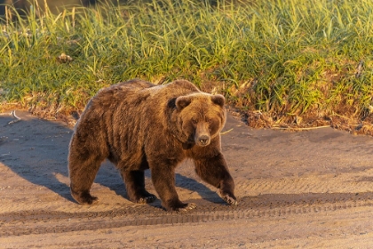 Picture of ADULT GRIZZLY BEAR ON SHORELINE AT SUNRISE-LAKE CLARK NATIONAL PARK AND PRESERVE-ALASKA