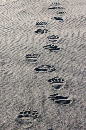 Picture of ADULT GRIZZLY BEAR TRACKS ON SANDY BEACH-LAKE CLARK NATIONAL PARK AND PRESERVE-ALASKA
