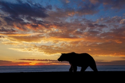 Picture of ADULT GRIZZLY BEAR SILHOUETTED AT SUNRISE-LAKE CLARK NATIONAL PARK AND PRESERVE-ALASKA