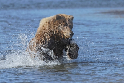 Picture of ADULT GRIZZLY BEAR CHASING FISH-LAKE CLARK NATIONAL PARK AND PRESERVE-ALASKA-SILVER SALMON CREEK