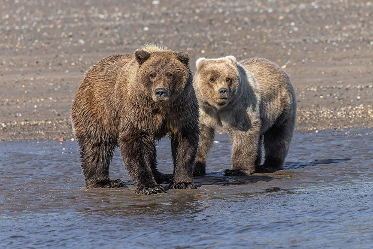 Picture of GRIZZLY BEAR CUB AND ADULT FEMALE-LAKE CLARK NATIONAL PARK AND PRESERVE-ALASKA-SILVER SALMON CREEK
