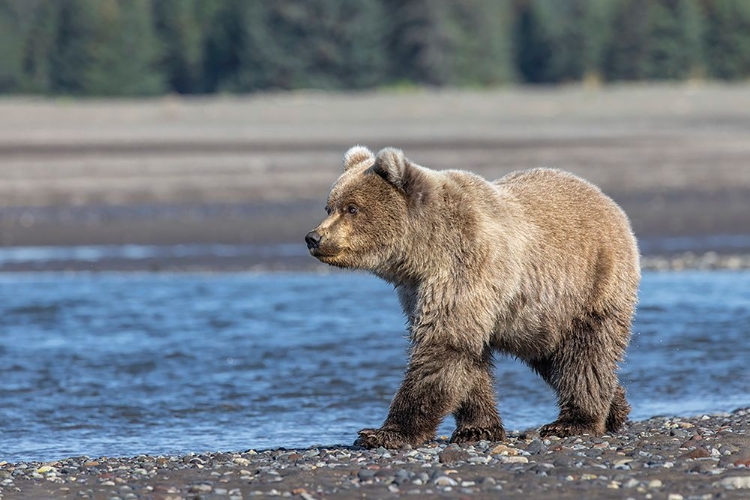 Picture of GRIZZLY BEAR CUB-LAKE CLARK NATIONAL PARK AND PRESERVE-ALASKA-SILVER SALMON CREEK