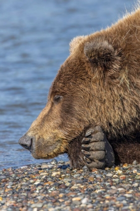 Picture of ADULT GRIZZLY BEAR RESTING ON BEACH-LAKE CLARK NATIONAL PARK AND PRESERVE-ALASKA