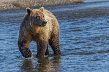 Picture of ADULT GRIZZLY BEAR CHASING FISH-LAKE CLARK NATIONAL PARK AND PRESERVE-ALASKA-SILVER SALMON CREEK